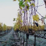 icewine 189 icewine 189