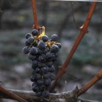 icewine 290 icewine 290