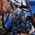 icewine_194 icewine_194