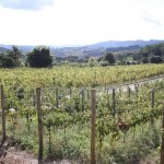 IMG_1049 IMG_1049